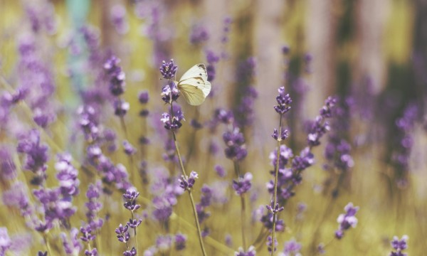 Fleurs d'été (photo Ivan Jevtic / Unsplash)